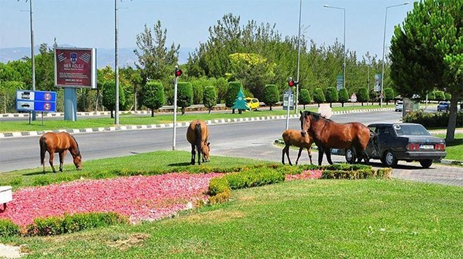 Aç kalan yılkı atları, Manisa'ya indi
