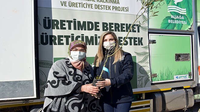 Aliağa Belediyesi’nin Zeytin Fidanı Dağıtımları Sürüyor