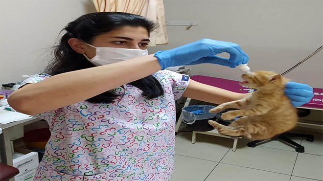Anne kedi yavrularını doktora getirdi