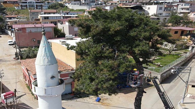 Asırlık Ağaçlara İnce Dokunuş