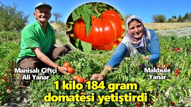 ATA TOHUMU DOMATESLERİN TANESİ 1 KİLODAN FAZLA GELİYOR