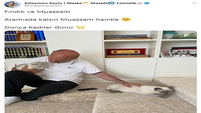 Bakan Soylu'dan Dünya Kediler Günü paylaşımı