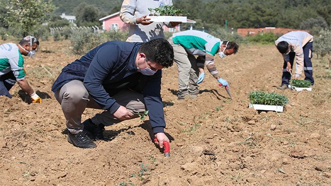  Başkan Kılıç 16 dönümlük  destek bostanı kurdu