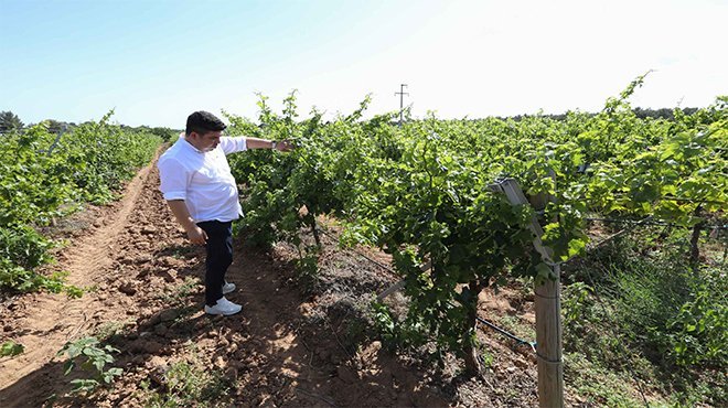 Başkan Kılıç’tan üzüm hamlesi