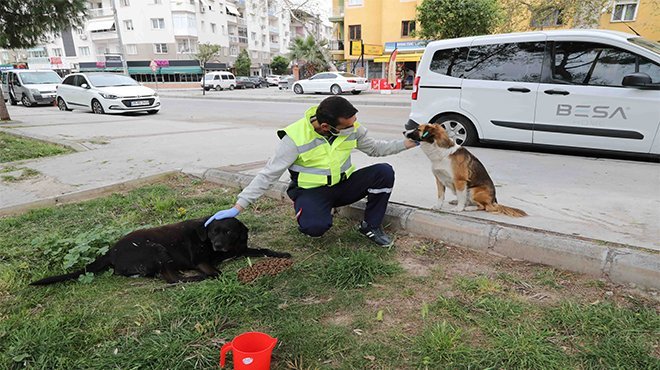 Bayraklı Belediyesi’nden can dostlara su ve mama