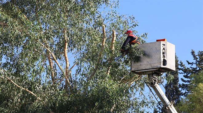 BAYRAKLI’DA SAĞLIKLI AĞAÇ DÖNEMİ