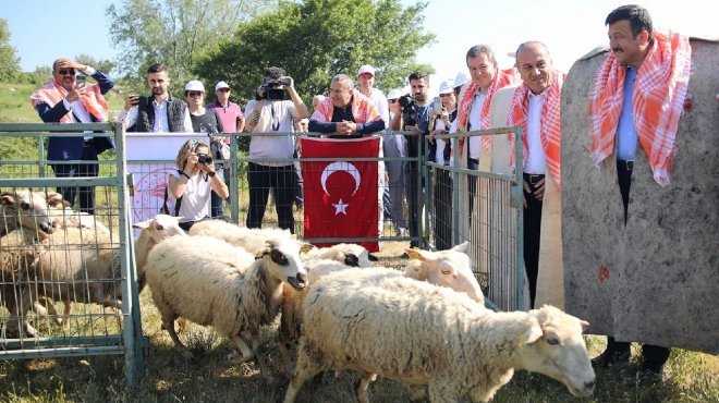 Bergama’da 'hayvan otlatma sezonu'na görkemli start