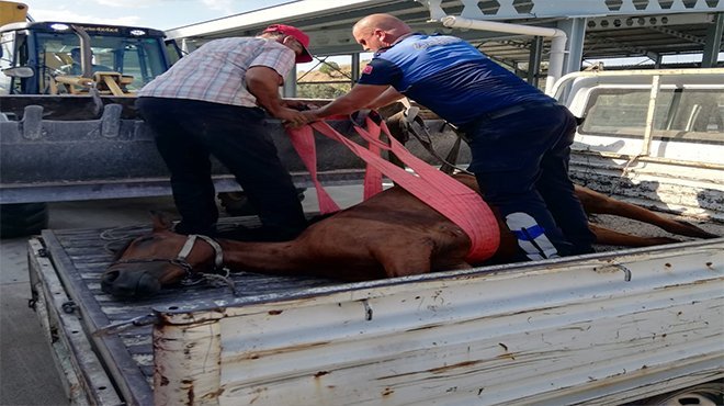 Bergama'da yaralı ata zabıta şefkati