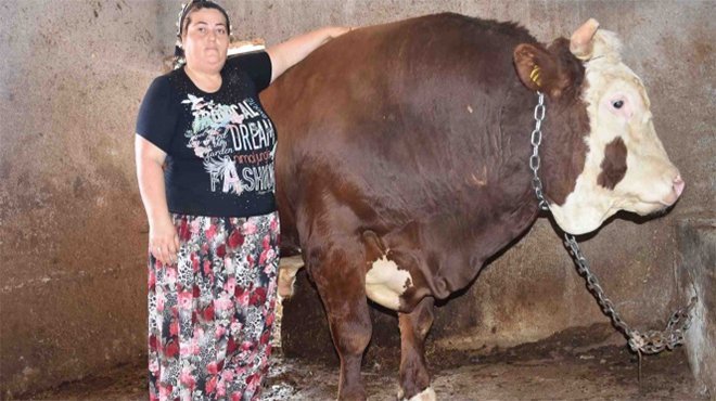Bin 400 kilogramlık boğa İzmir'de satışta