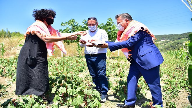 Bornova’da bamya hasadı başladı
