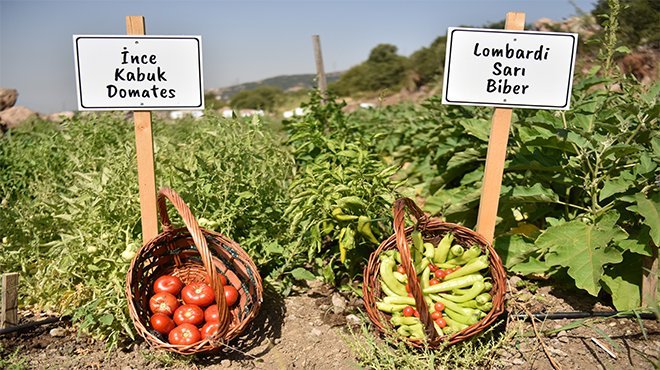 Bornova’da tohumdan fideye yerel üreticiye destek