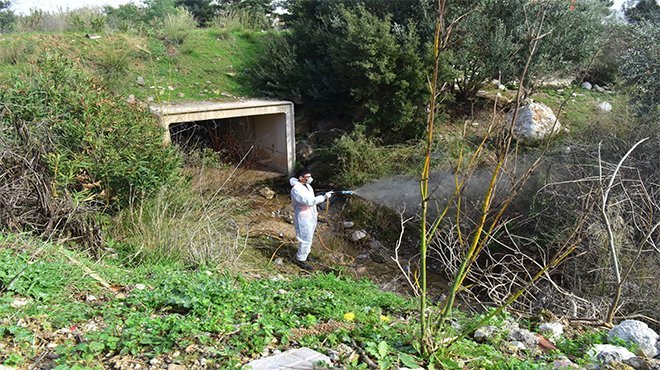 Bornova’da uçkunlar için ilaçlama 