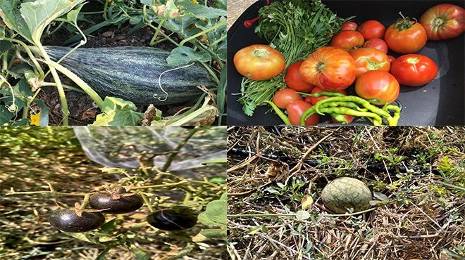Bornova doğal tarım gönüllülerinin adresi oldu
