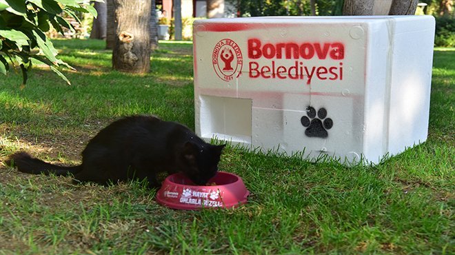Bornova kış aylarında da can dostlarının yanında