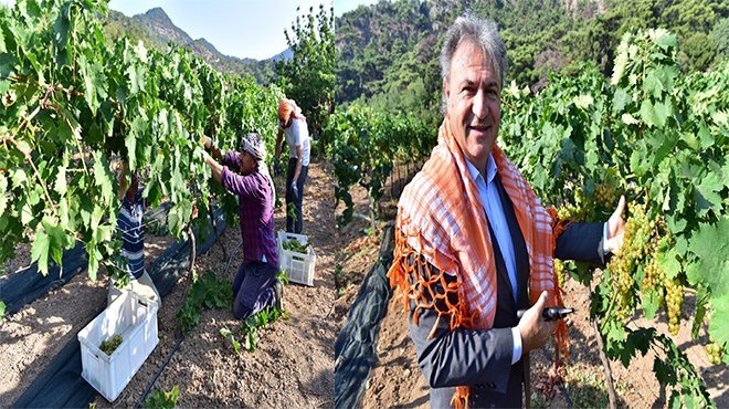 Bornova Misketi için yeni bağ oluşturuluyor