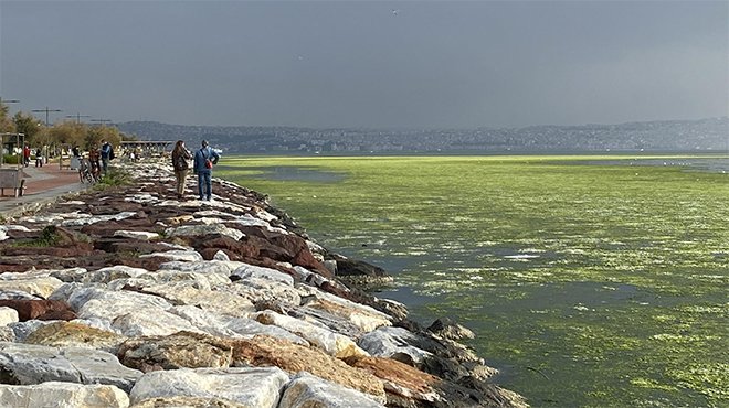 Bostanlı'da deniz, deniz marulu ile kaplandı