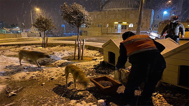 Buca Belediyesi, soğuk havalarda minik dostlarını unutmadı