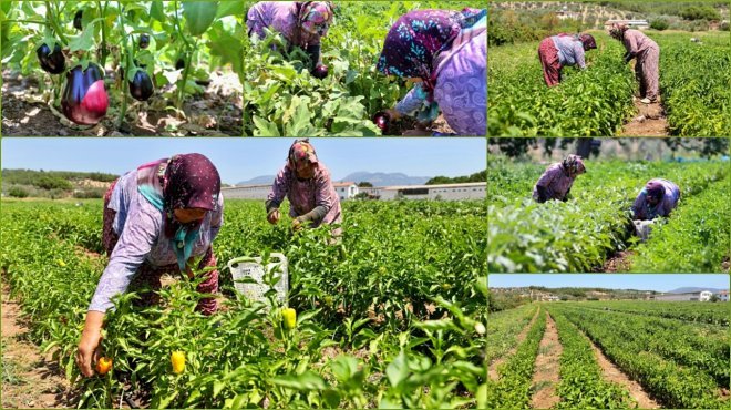 BUCA’DA ÜRETİCİNİN FİDE DESTEKLİ İLK HASAT COŞKUSU