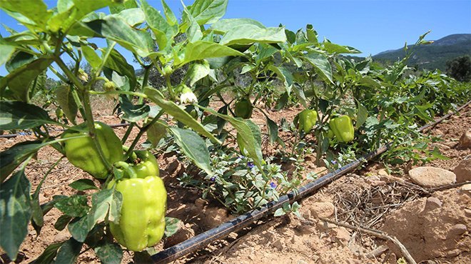Buca’nın tarlalarından bereket fışkırıyor