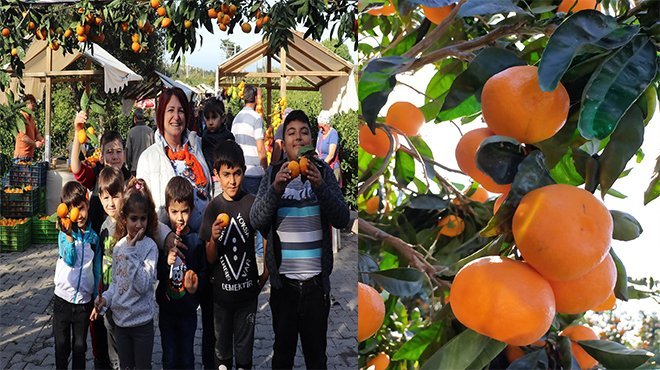Büyükşehir sineği kovdu, mandalina değerlendi