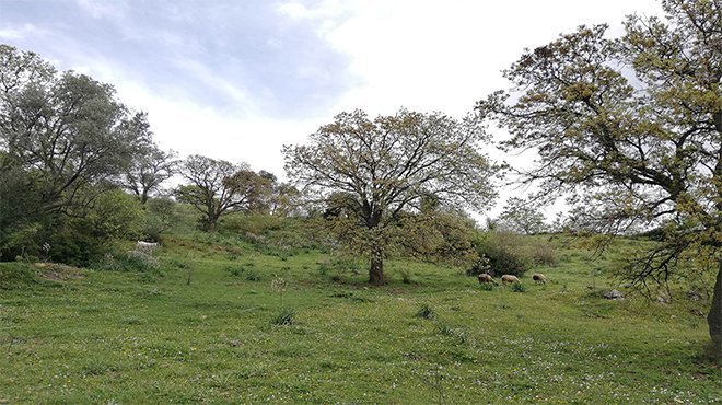 Büyükşehir yangına dirençli yeşil örtü için orman seferberliği başlatıyor