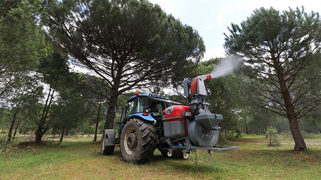 Çam fıstığının geleceği için uygulamalı çalışma yapıldı
