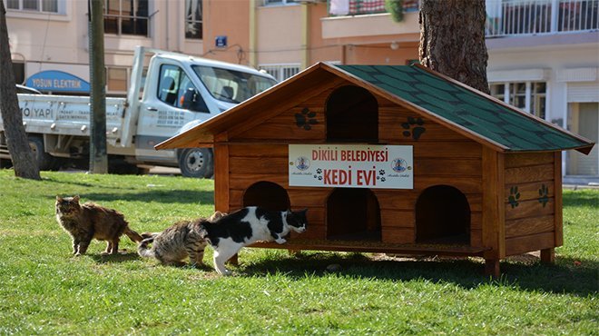 Can dostlarımızı kedi evleri ile buluşturuyoruz
