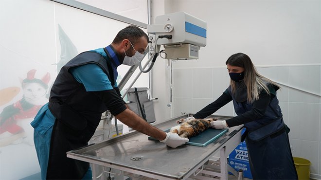 Çeşme Belediyesi sokak hayvanlarını koruyor ve tedavi ediyor