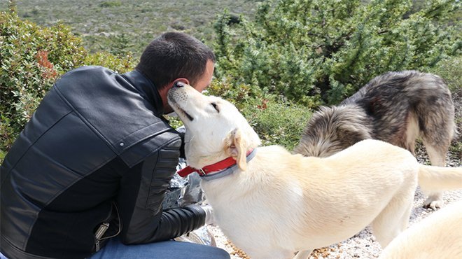 Çeşme Belediyesi sokak hayvanlarını unutmadı