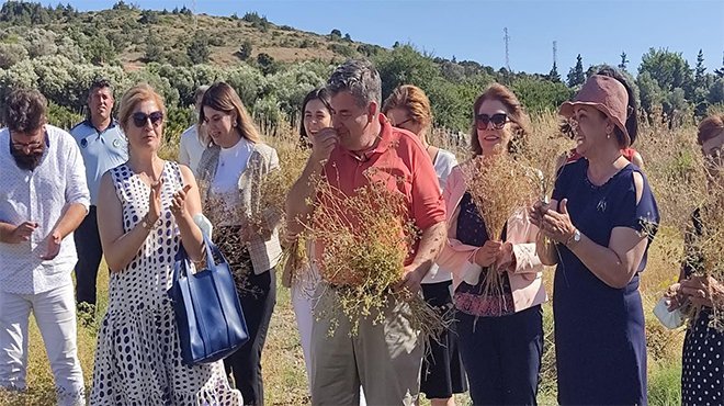 Çeşme’de 30 yıl aradan sonra ilk kez anason hasadı