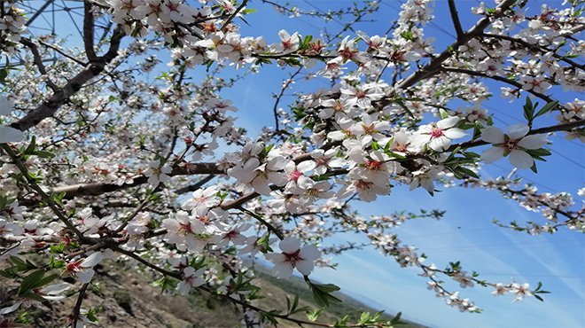 Çeşme’de badem ağaçlarının çiçeği soldu