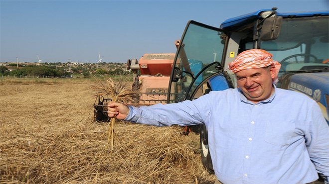Çeşme’de karakılçık buğdayı hasadı başladı