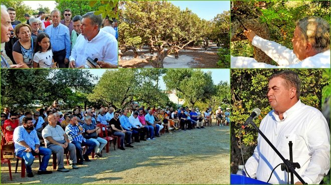 Çeşme'de sakız hasadı hazırlığı törenle başladı