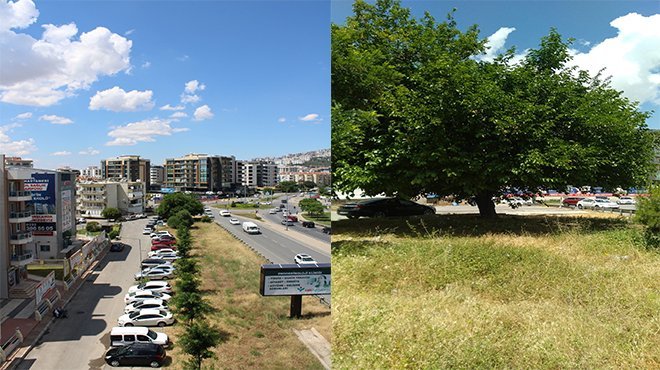 Çiğli’de sökülecek ağaçlar tramvay gelince dikilecek