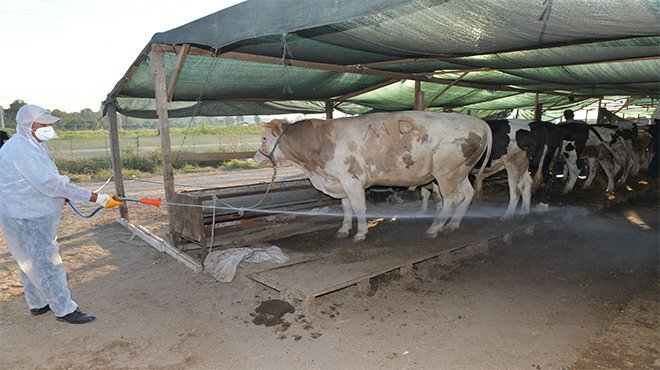 Çiğli Kurban Bayramına Hazır