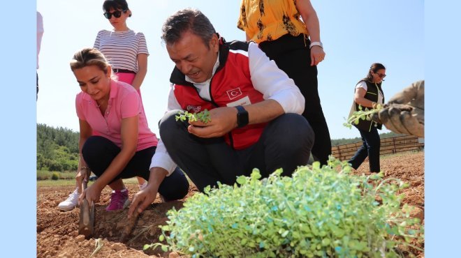 Dağlardan tarlaya kekik mucizesi