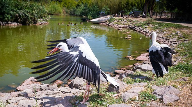 Doğal Yaşam Parkı'nda tedavi edilen leylekler doğaya bırakıldı