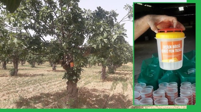 Egeli ihracatçıların hedefi kaliteli kuru incir