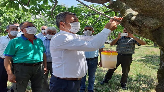 EKŞİLİK BÖCEĞİ TUZAKLARI ASILIYOR