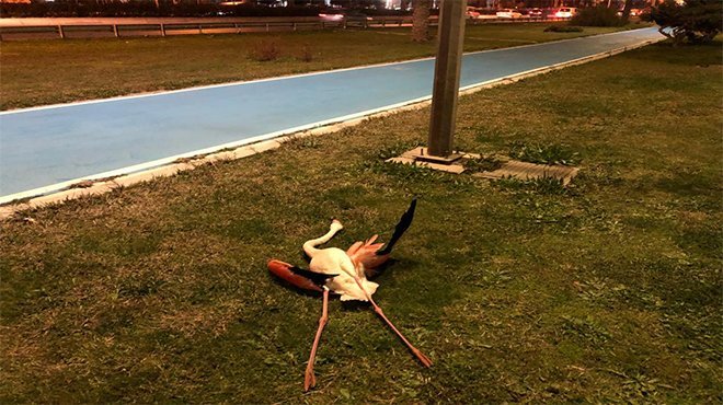 Flamingoların ölüm nedeni araştırılıyor
