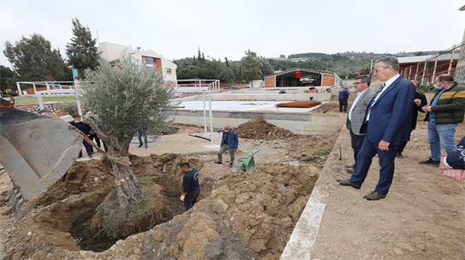 Gaziemir’de zeytin ağaçlarına ikinci yaşam