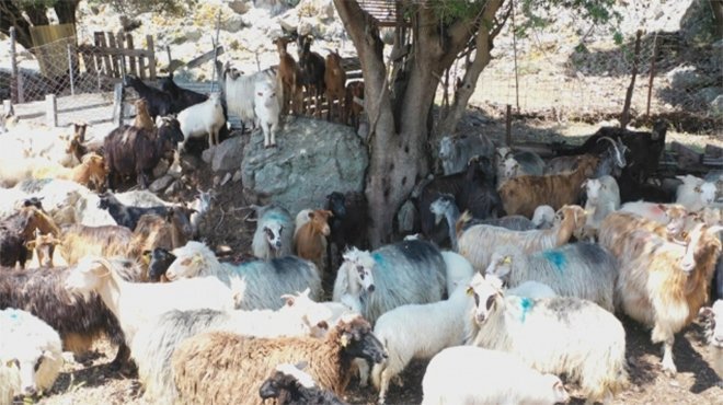 Gökçeada Kuzusu Yok Satıyor!