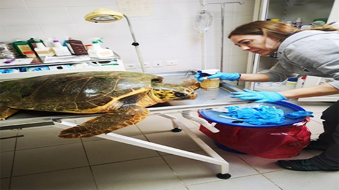  Güzelbahçe’de bulunan deniz kaplumbağasının tedavisi Sasalı'da sürüyor