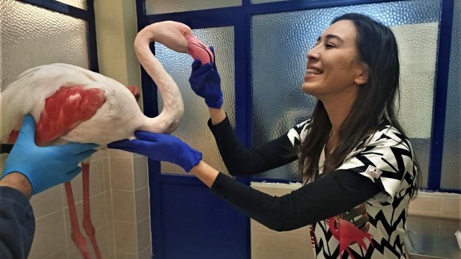 Hasta flamingo sağlığına kavuşacak