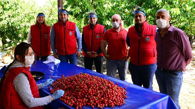  İHRACATA İLK GİDEN KİRAZ KEMALPAŞA’DAN