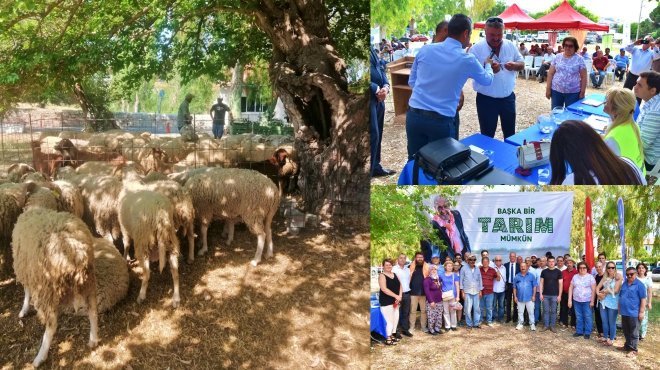 İzmir Büyükşehir Belediyesi’nden küçükbaş üreticisine büyük destek