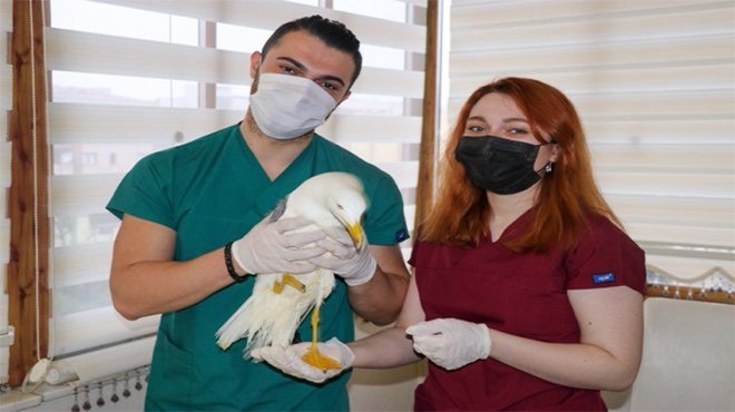 İzmir'de biri veteriner diğeri veteriner adayı abi kardeş, yaralı martıya evlerini açtı