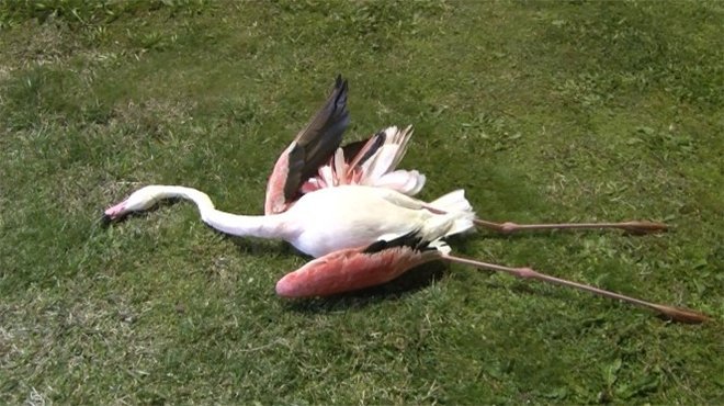 İzmir'de flamingolar ölüyor