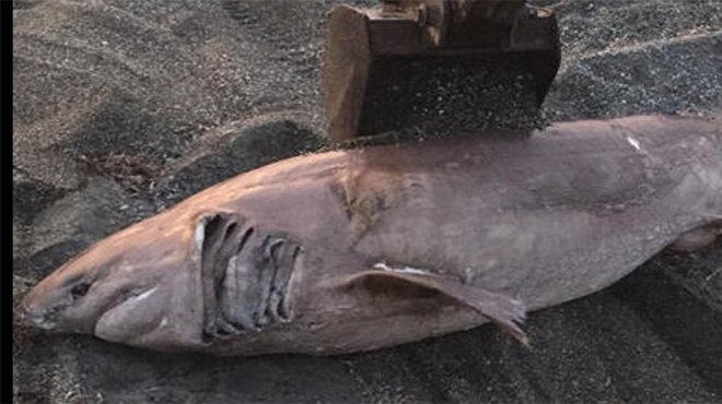 İzmir'de Sahile vuran köpek balığı defnedildi