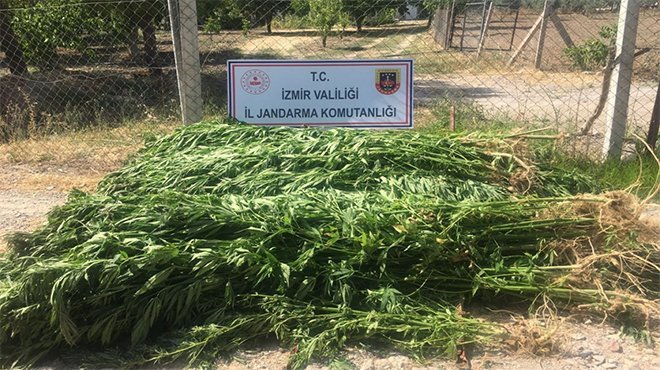 İzmir'in ilçelerinde uyuşturucu operasyonu